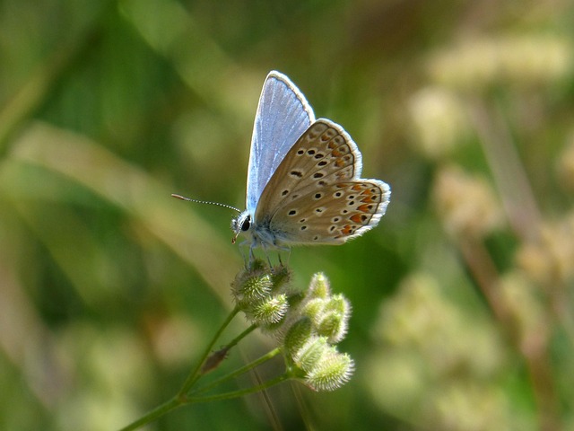 Lysandra bellargus – fluturele albastru care strălucește în lumina soarelui